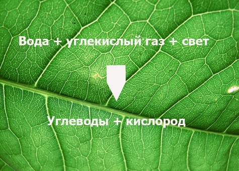 fotosintez-1